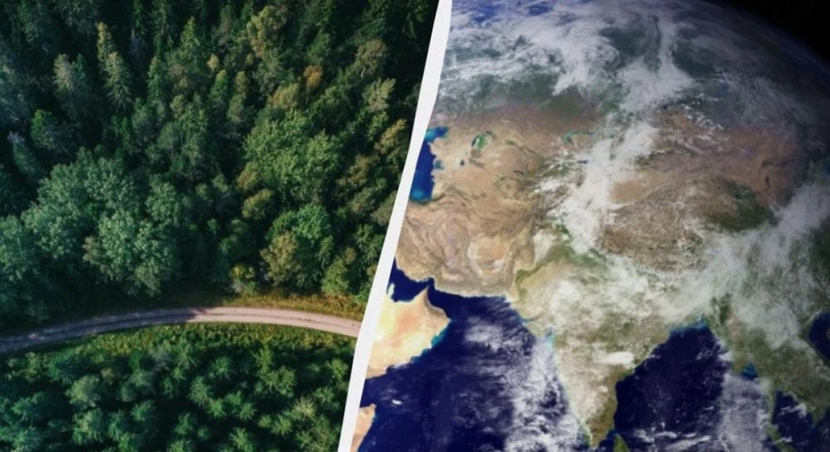 La vegetación del planeta se mueve imperceptiblemente hacia el noreste: cómo esto afecta tu vida