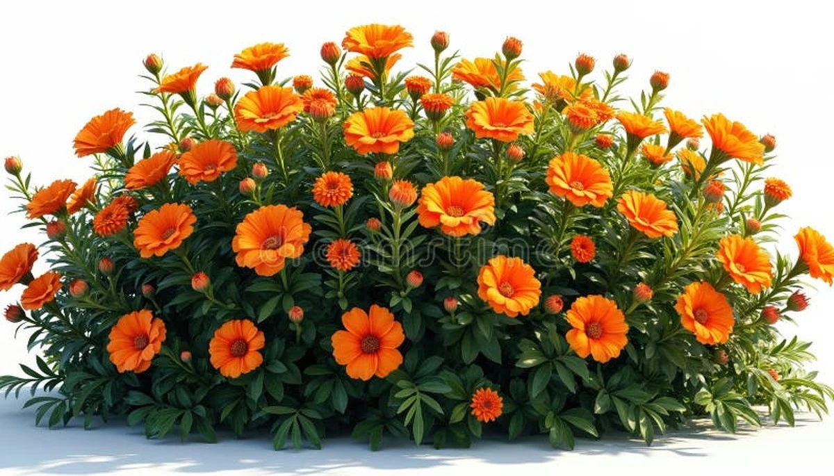 Este truco hará que tu arbusto de mariposas florezca más que nunca - image 1