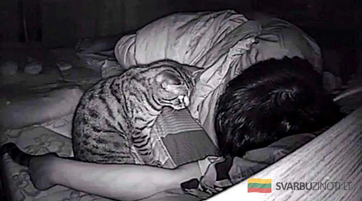 8 señales en tu gato que indican energía negativa en casa