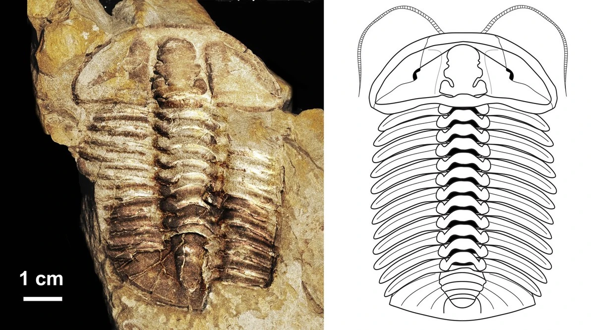 Descubren fósil rarísimo: cuerpo casi intacto y mandíbulas letales de hace 251 millones de años - image 1