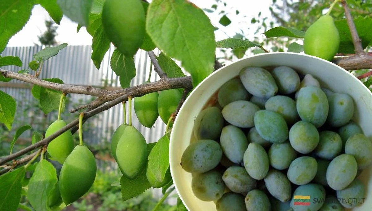 Por qué tus ciruelos tiran las ciruelas verdes y cómo evitarlo