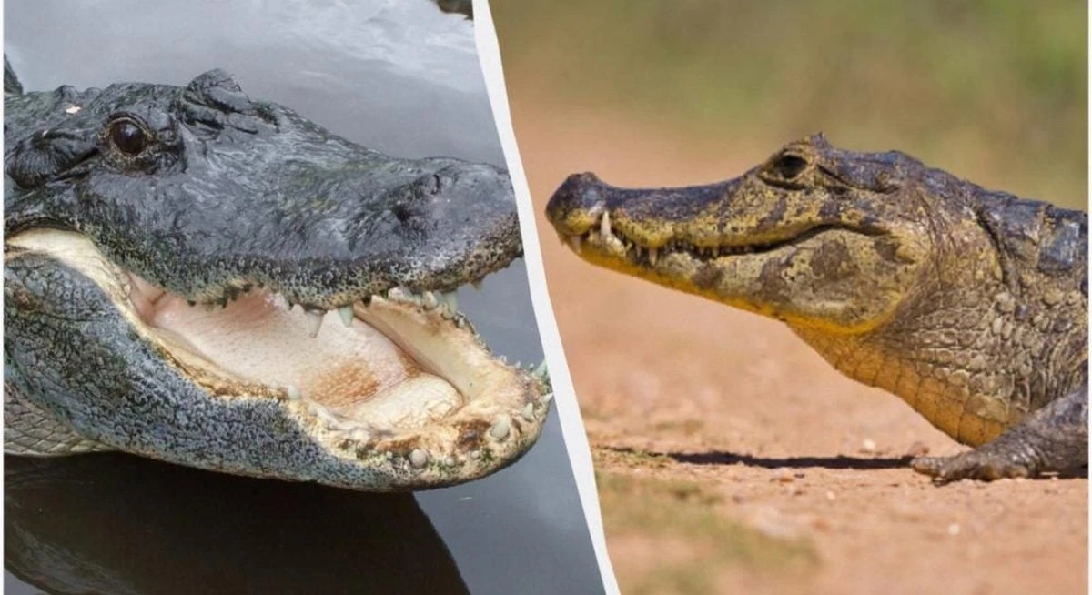 Everglades: El único lugar donde cocodrilos y caimanes conviven pacíficamente