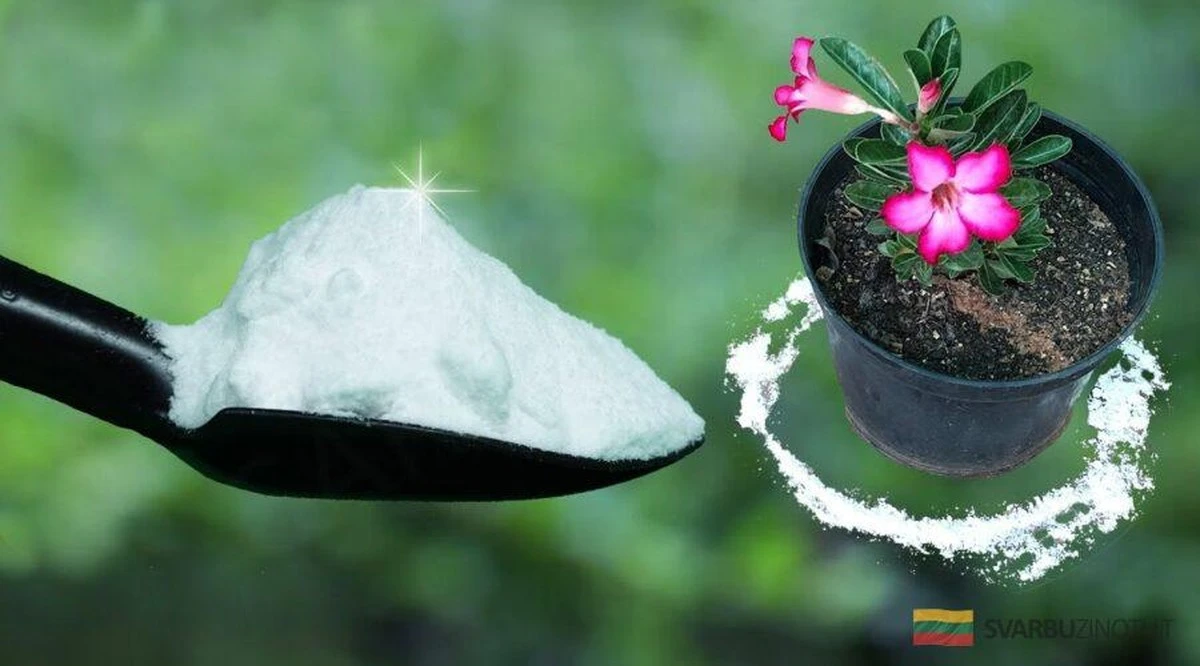 10 Usos Sorprendentes del Bicarbonato de Sodio en Tu Hogar y Jardín Que Desconocías