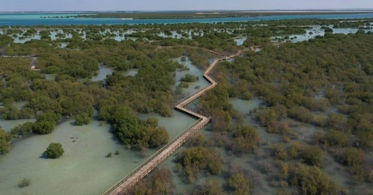 El latido amenazado de las costas: por qué los científicos alertan sobre el futuro de los manglares