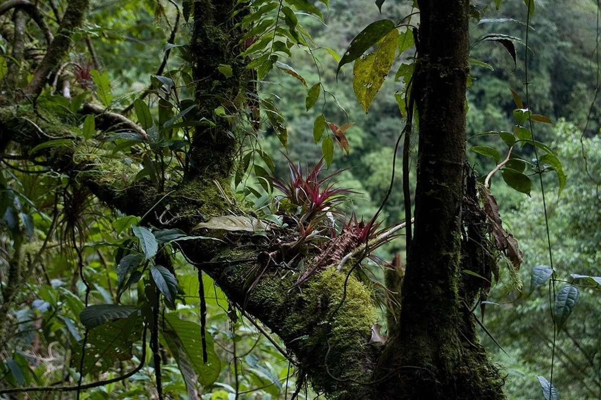 8 remedios caseros de la abuela para alejar las hormigas del jardín de forma natural - image 1