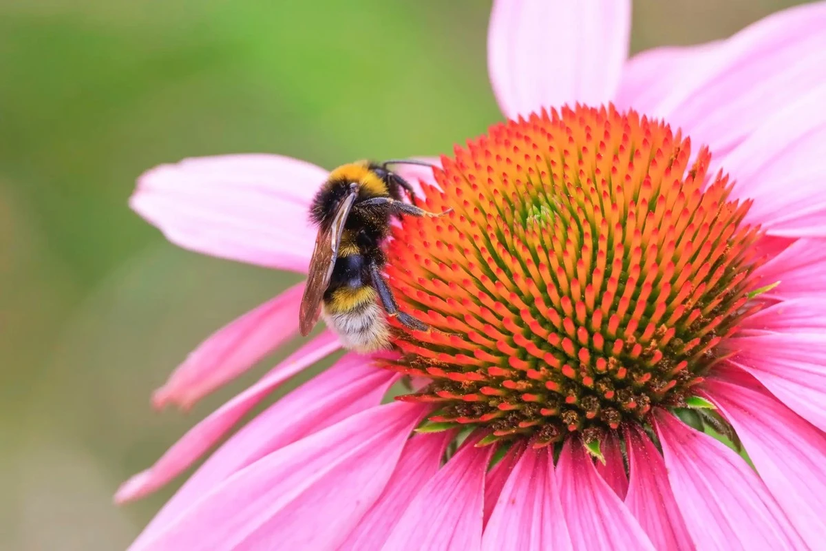 Atrae abejorros a tu jardín: 5 plantas perennes que aman y requieren poco cuidado