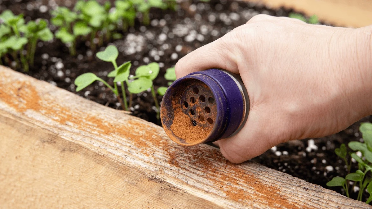 El truco de cocina que ahuyenta a las hormigas de tu huerto elevado en segundos