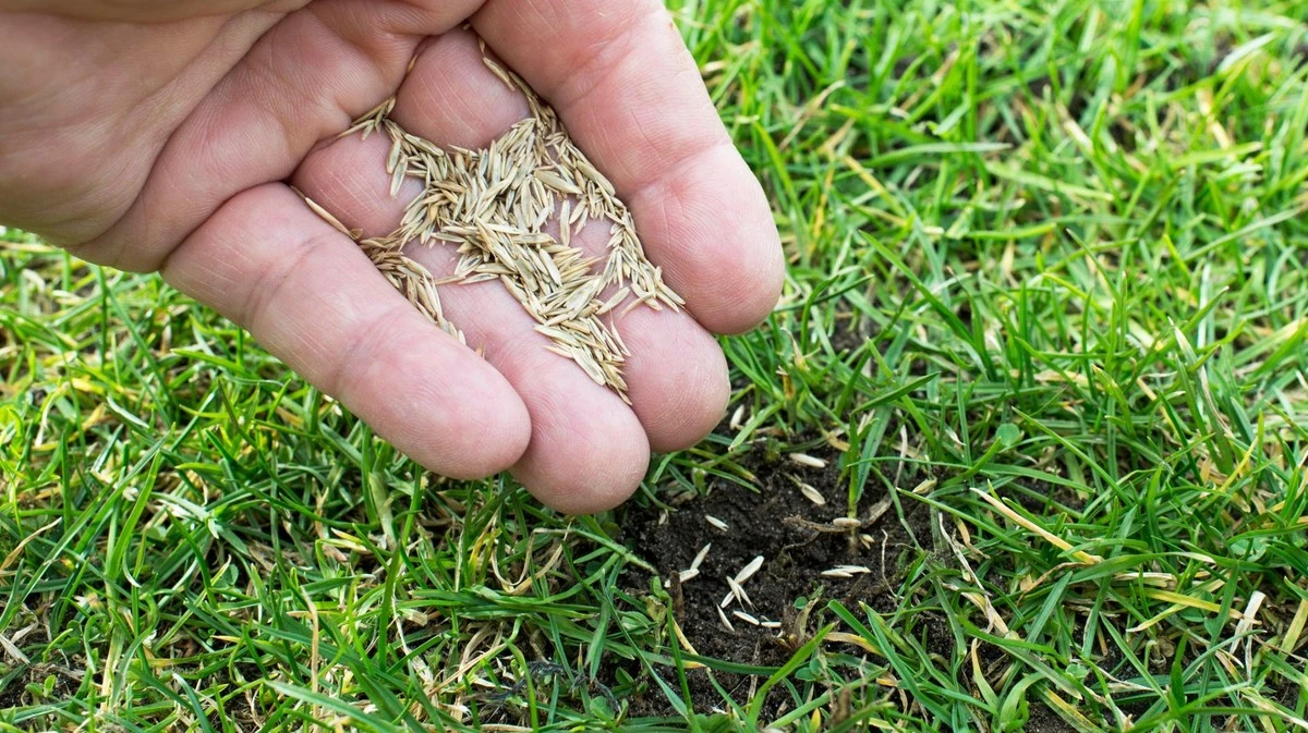 ¿Se puede sembrar césped en marzo? La verdad oculta para un jardín perfecto