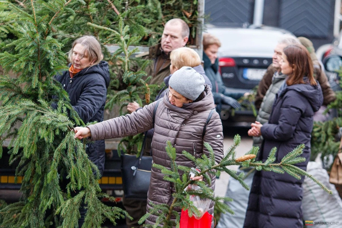 Ramitas de abeto gratis en Kaunas: así puedes recoger las tuyas