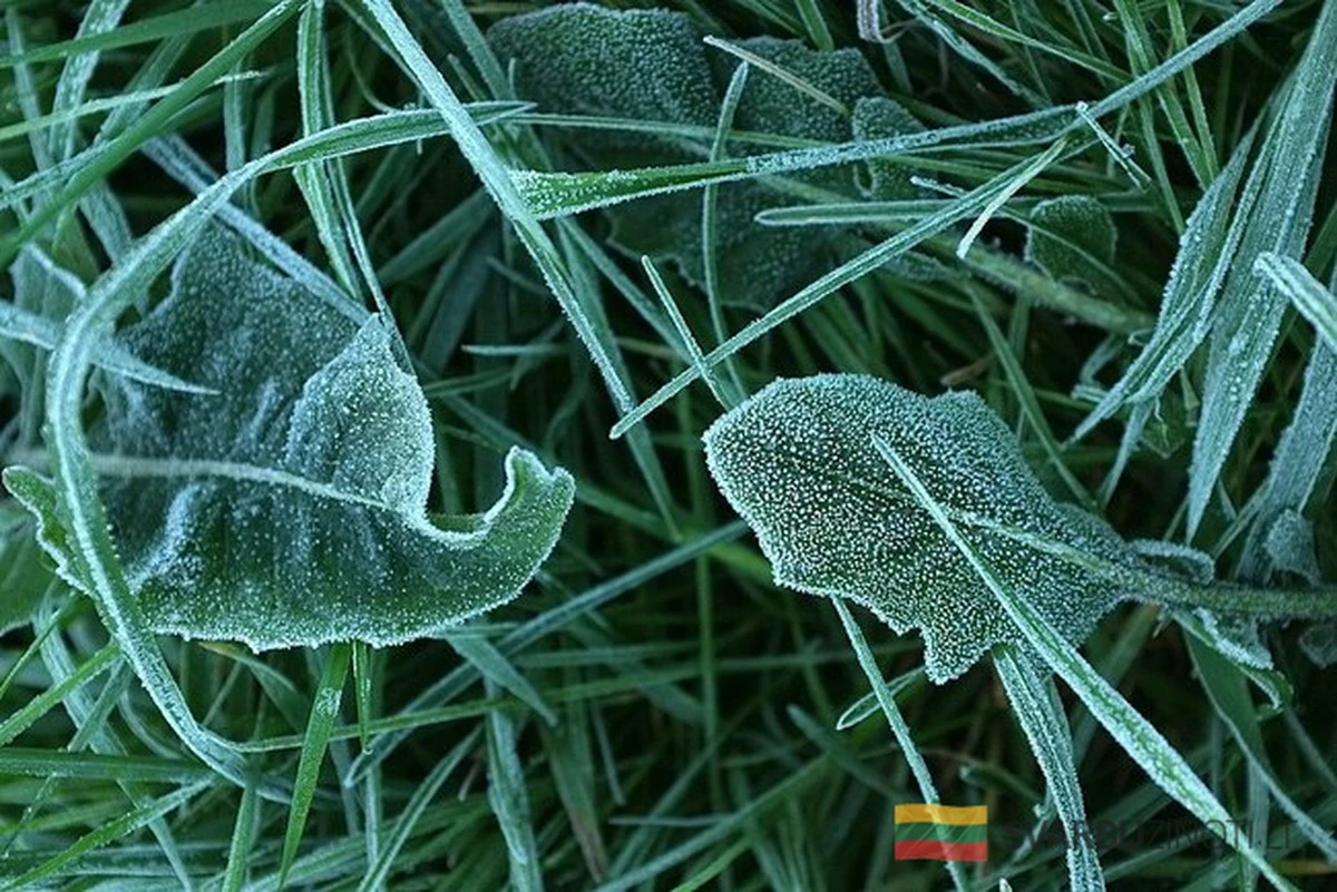 El verano se esfuma: regresan las heladas y amenazan tus cultivos