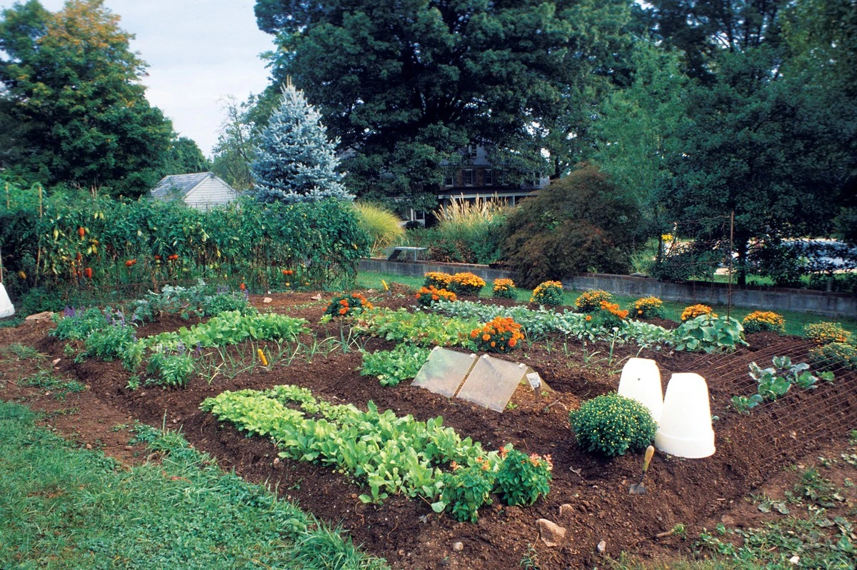 5 secretos de jardineros expertos para restaurar la fertilidad de tu suelo - image 1