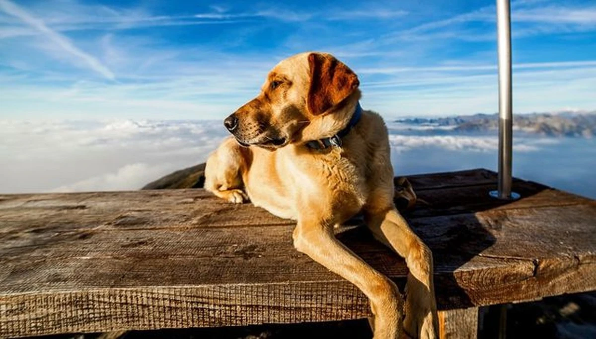 elairequerespir-extra-1.webp El aire que respiras en casa podría estar siendo afectado mucho más de lo que piensas por tu mejor amigo: un estudio revela los detalles - image 1