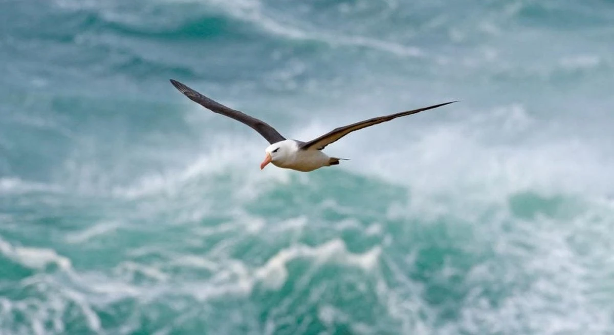 Albatros errante desafía los océanos: Un gigante alado cruza 5.000 km hacia el norte de California