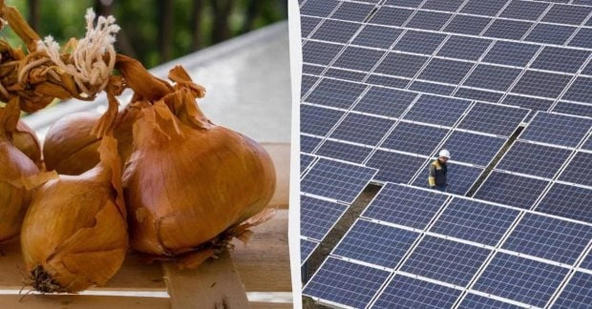 Cascara de cebolla: el escudo bio-protector que potencia las placas solares