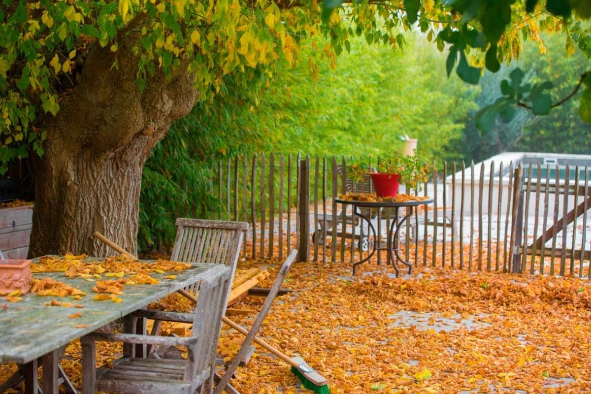 5 tareas de otoño en tu jardín que en realidad deberías evitar - image 1
