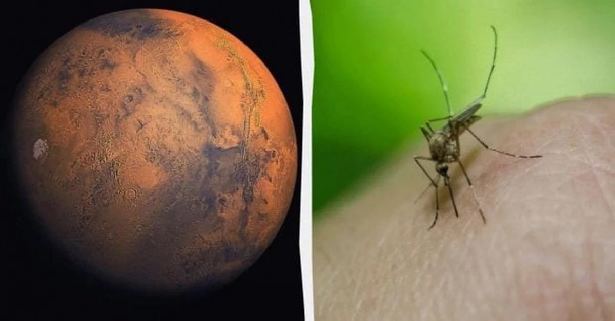 ¿Criaturas exóticas en Marte? Fotos de la NASA desatan debate sobre insectos y reptiles extraterrestres