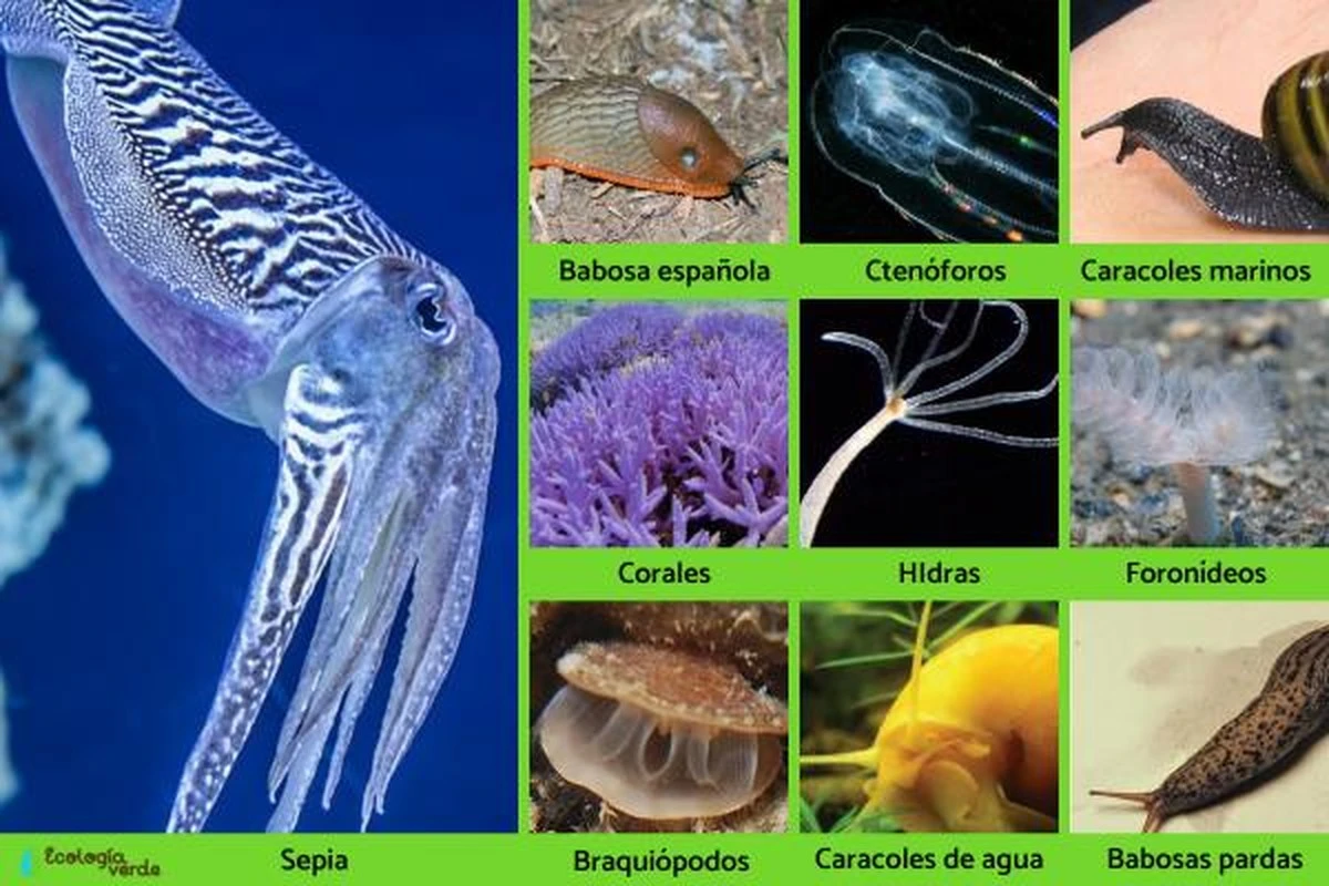 El insólito hallazgo en Japón: animales con tentáculos alrededor de la boca desconciertan a científicos - image 1