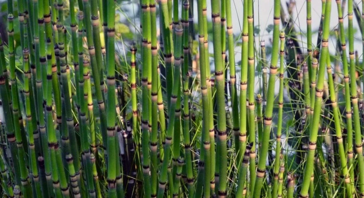 La planta que transforma el agua común en un compuesto "extraterrestre": el descubrimiento que redefine la química de la Tierra