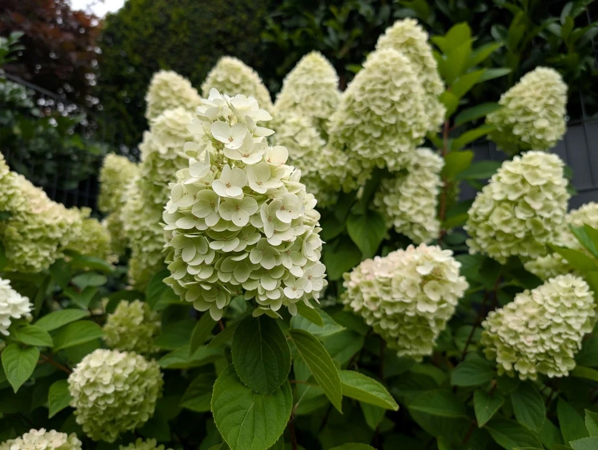 Un truco rápido para que tus hortensias de paniculata crezcan con flores XXL este verano