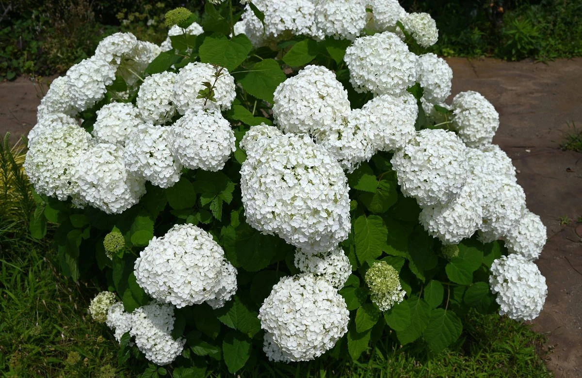 No riegues tus hortensias justo después de podarlas: el error que arruina tu floración