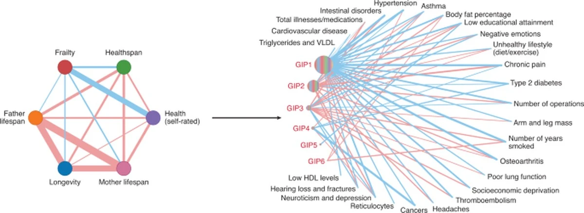 Genes vs. Lifestyle: Scientists Reveal the Real Factor Behind Longevity - image 1
