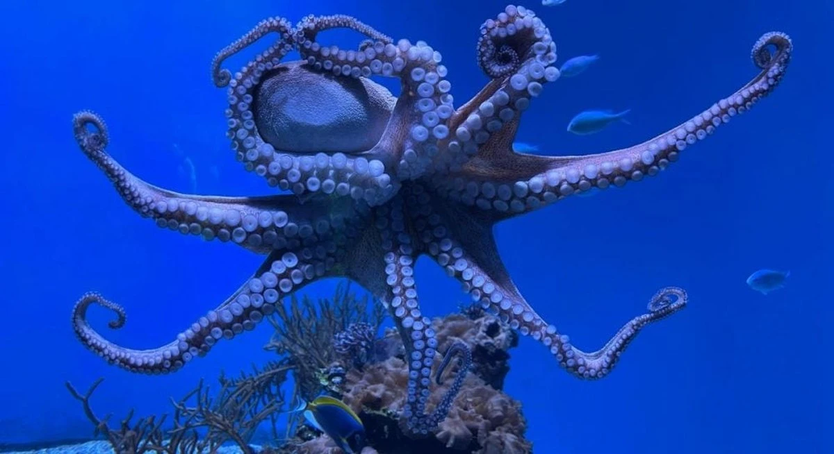 El pulpo récord: 4.5 años criando a sus crías en las profundidades del océano