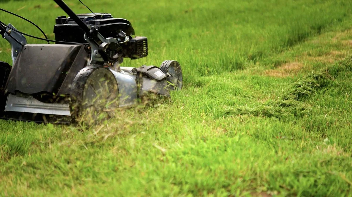 ¿Cuándo es verdad el césped en marzo? El momento ideal para el primer corte del año