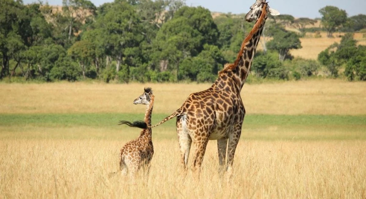 ¿Por qué los girasferas no mueren con su presión arterial de récord?