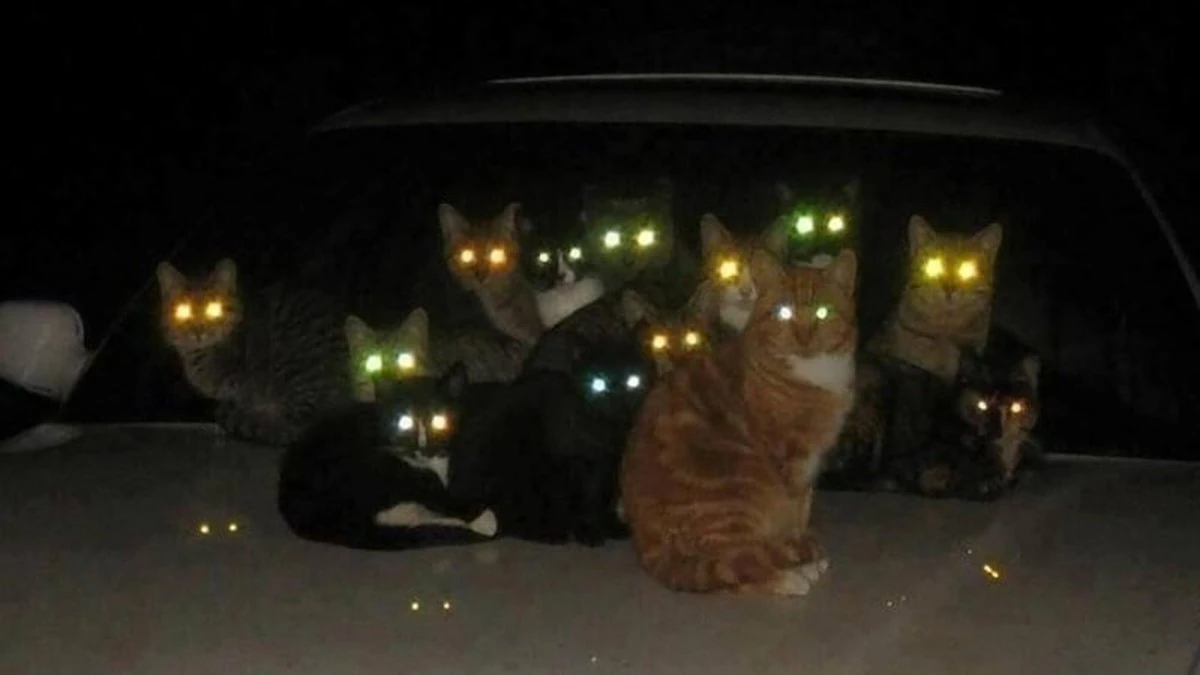 Por qué los ojos de tu gato brillan en la oscuridad: el secreto que los científicos recién empiezan a entender - image 1