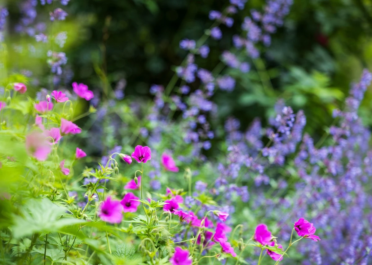 5 plantas nativas que transformarán tu jardín con MÍNIMO esfuerzo