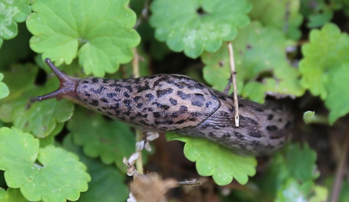 El tigre sigiloso del jardín: la caracola que vale oro para tus plantas - image 1