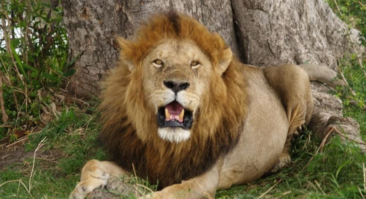 Descubrimiento Sorprendente: Los "Tigres Perdidos" de Japón Eran en Realidad Leones Ancestrales