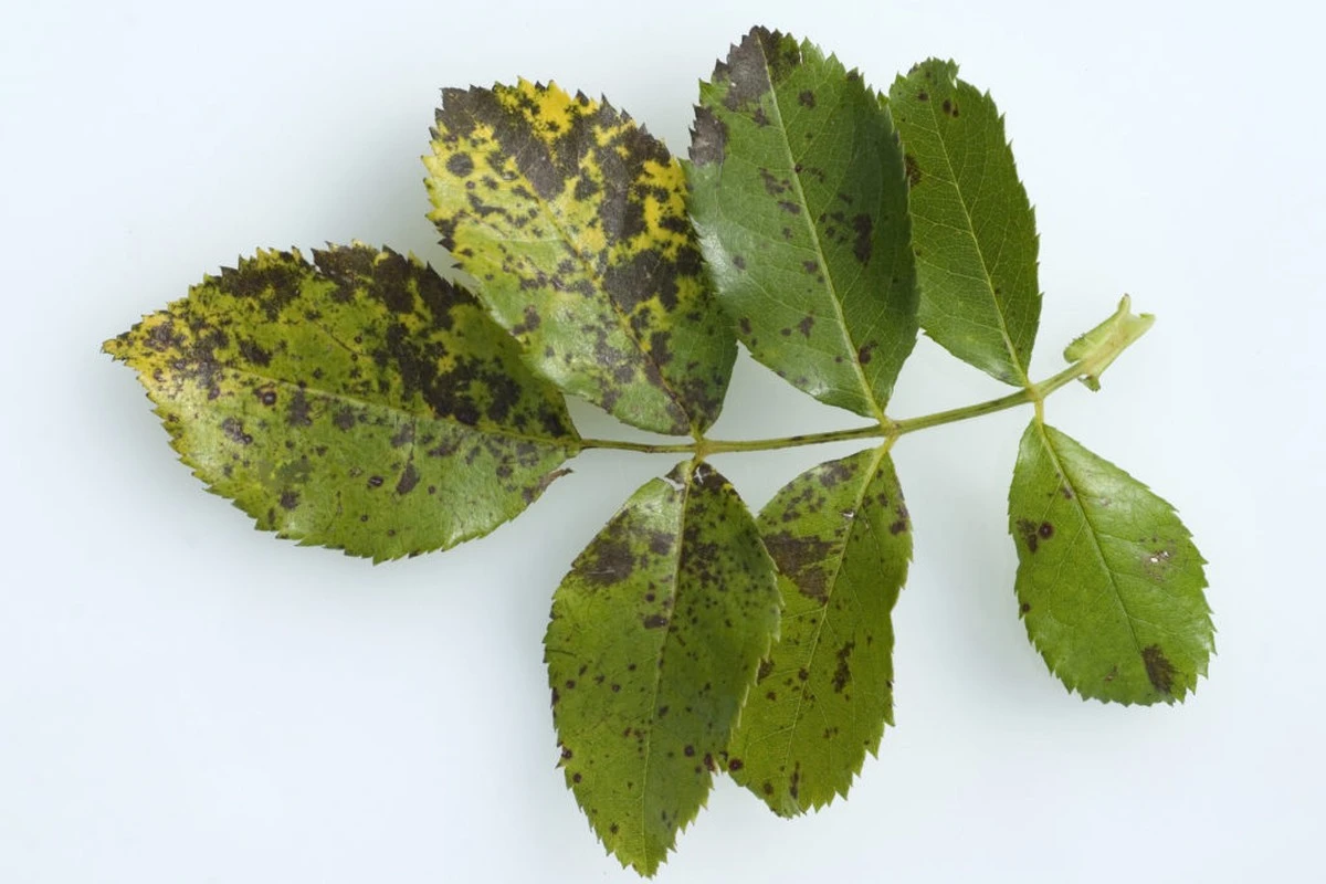 Leche para tus rosas: El truco casero que las salva de manchas oscuras - image 1
