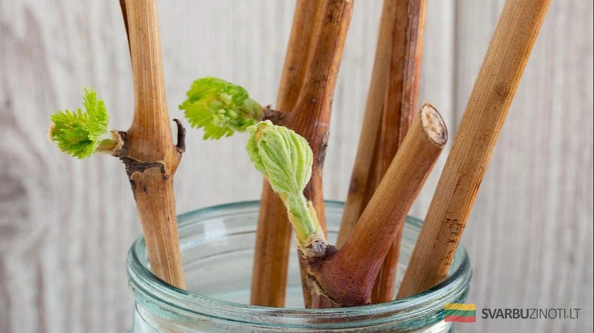 Sembrar esquejes en otoño o esperar a primavera: ventajas, desventajas y el secreto para triunfar