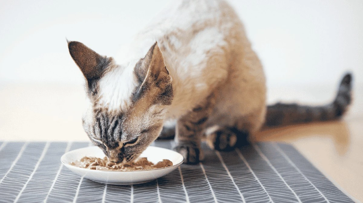 ¿Cuenco para mascotas en el lavavajillas: asqueroso o aceptable?