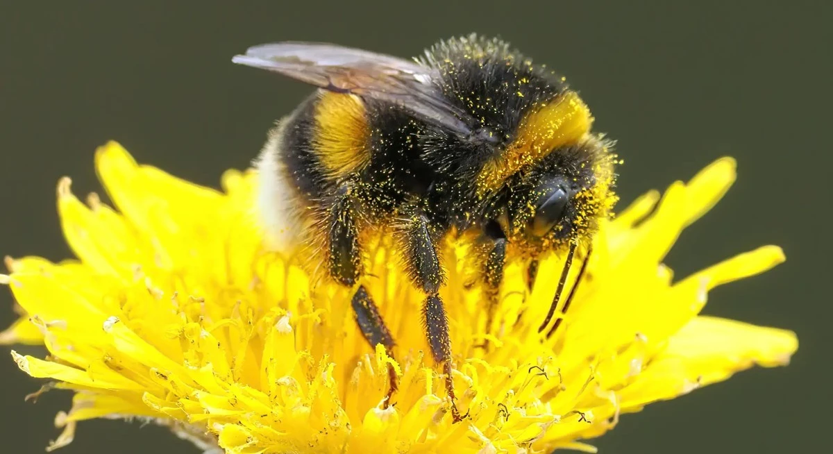 Por qué amar a los abejorros significa NO hacer esto en tu jardín ahora