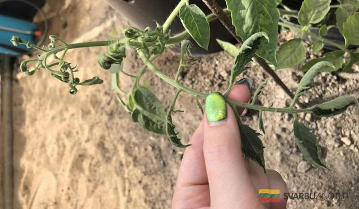 Hojas de tomate enrolladas: la guía definitiva para identificar y solucionar el problema