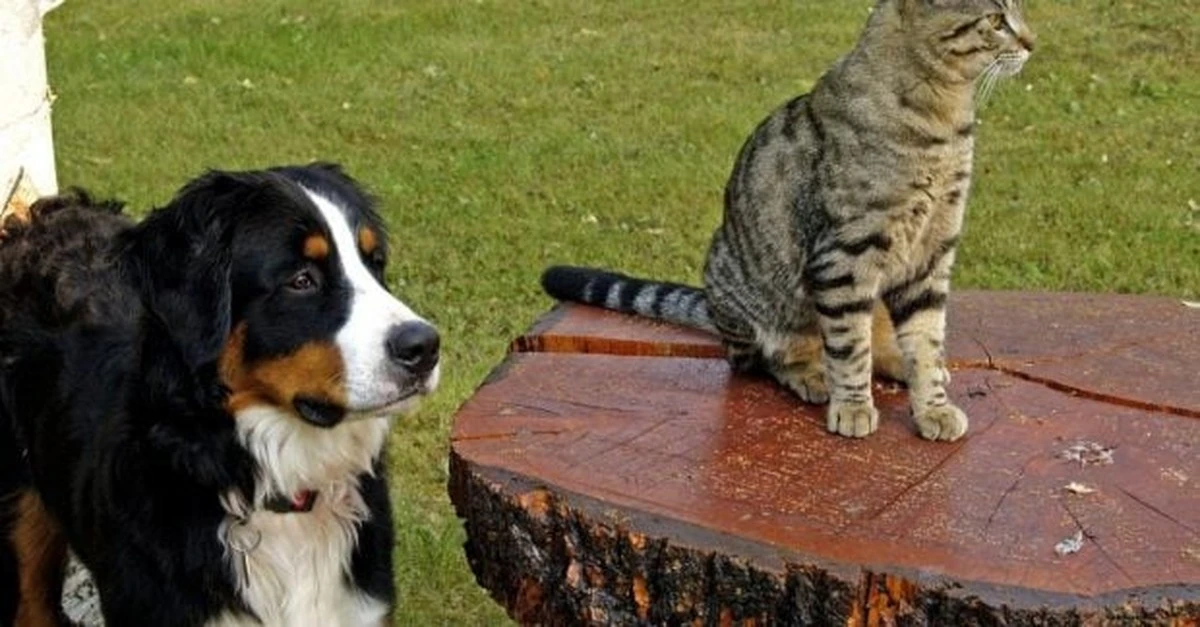 ¿Por qué tu perro te trae cosas, pero tu gato no? Nuevo estudio revela la verdad sobre el altruismo animal