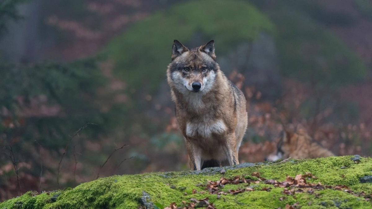Lobos mutantes de Chernóbil: una clave inesperada contra el cáncer - image 1