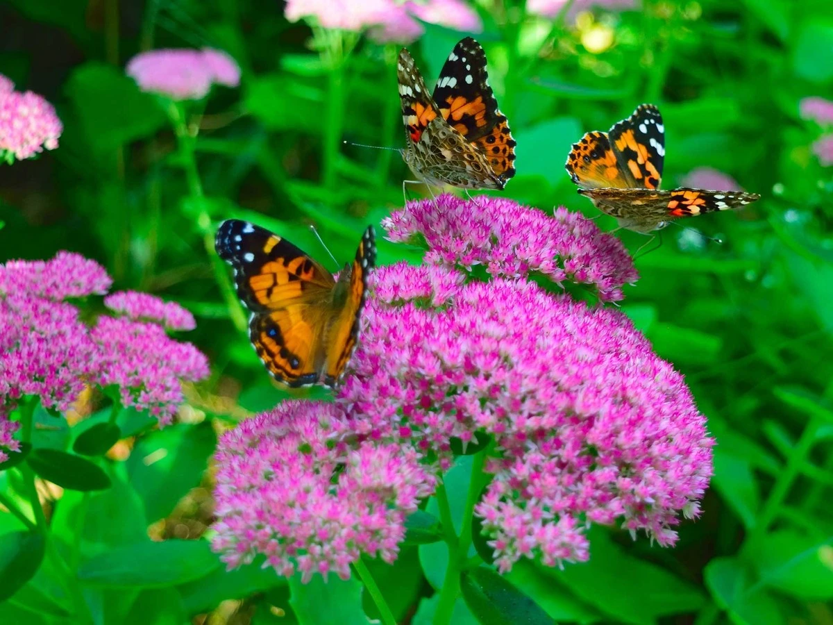 4 plantas espectaculares que atraen mariposas como imán (adiós, Buddleja)