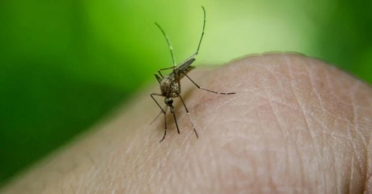 ¿Por qué los mosquitos te eligen a ti? El secreto está en tu olor único.