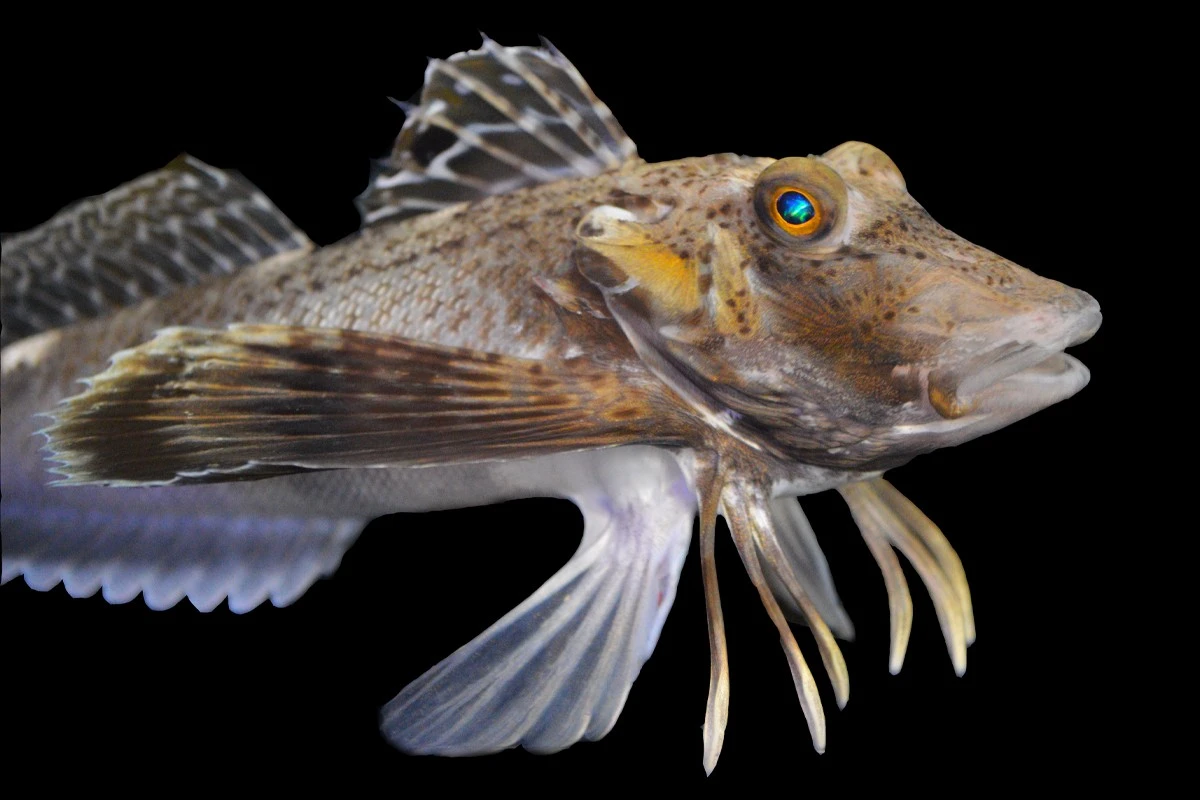 Pez que camina por tierra: imágenes nocturnas de bagres saliendo del agua - image 1