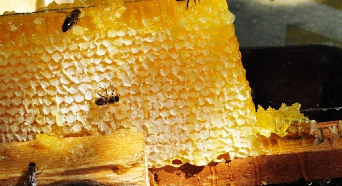 Químicos 'eternos' amenazan a las abejas y la seguridad alimentaria