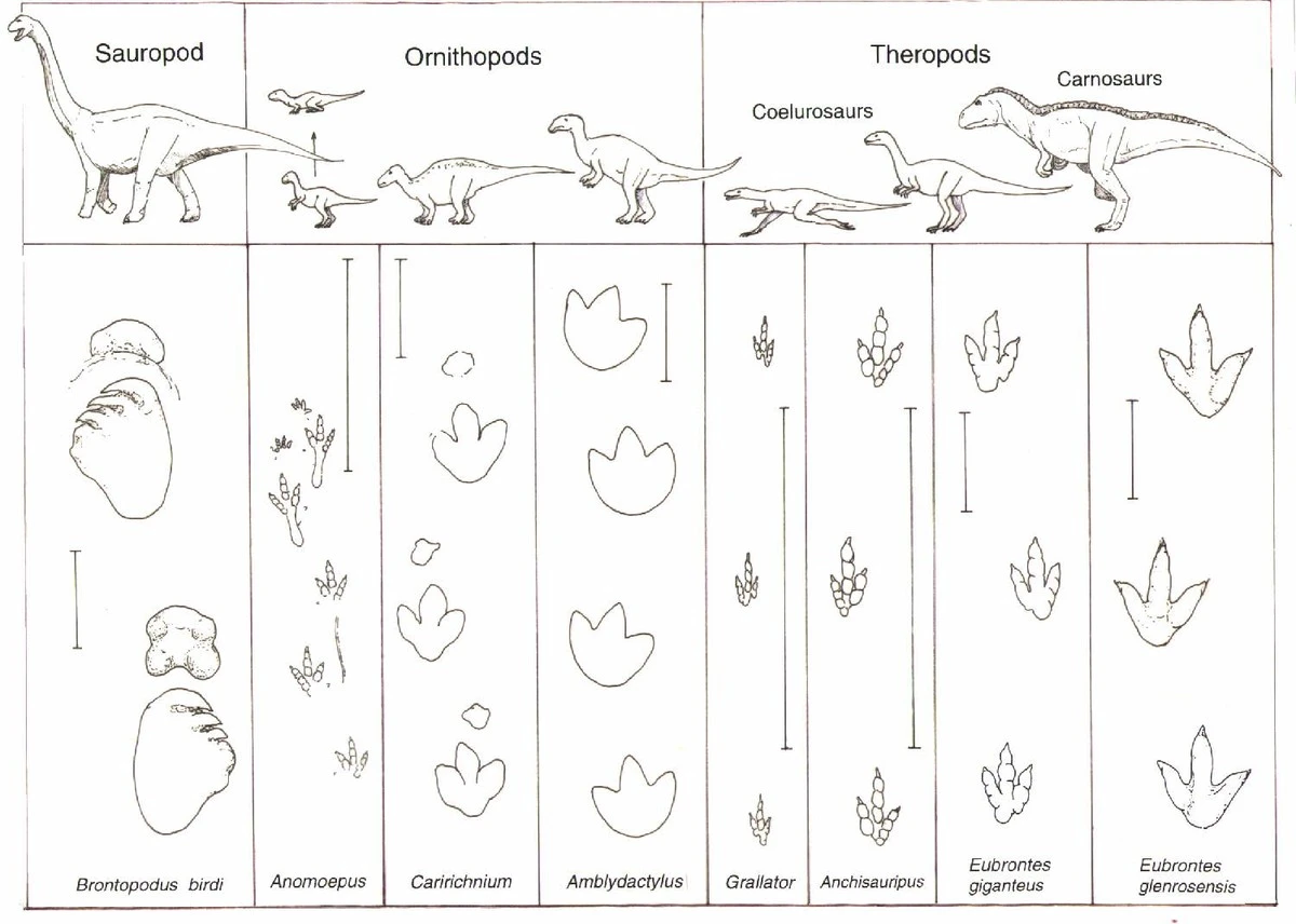 Descubren huellas: algunos dinosaurios corrían tan rápido como ciclistas profesionales - image 1