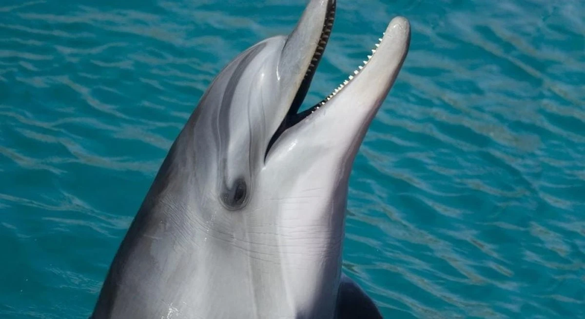 Descubren canto de ballena de 1940: una ventana al silencio del océano