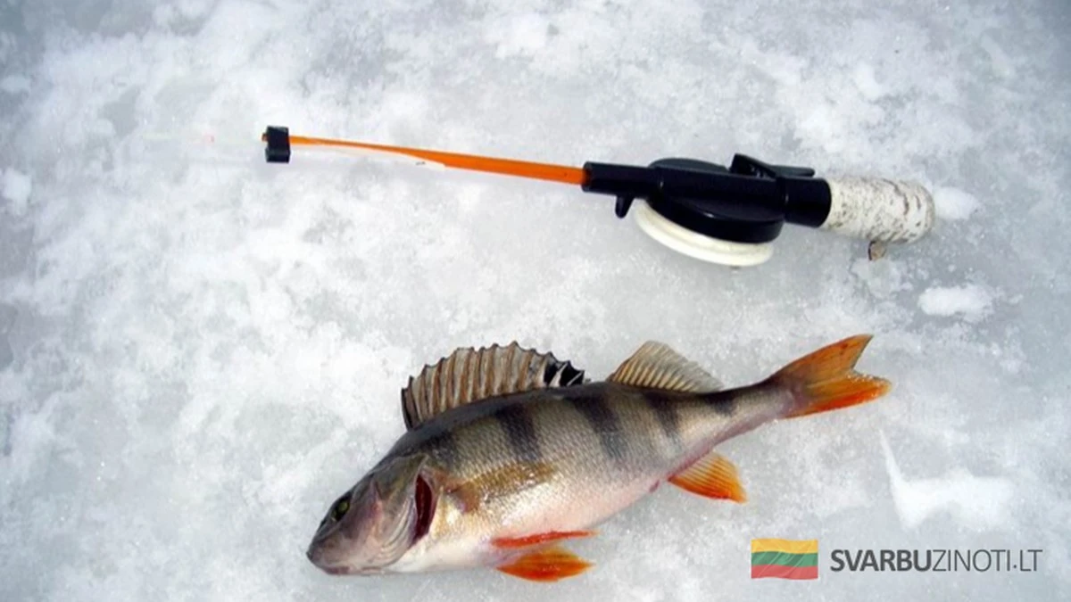 El trofeo de febrero: Los días clave para pescar peces grandes en invierno