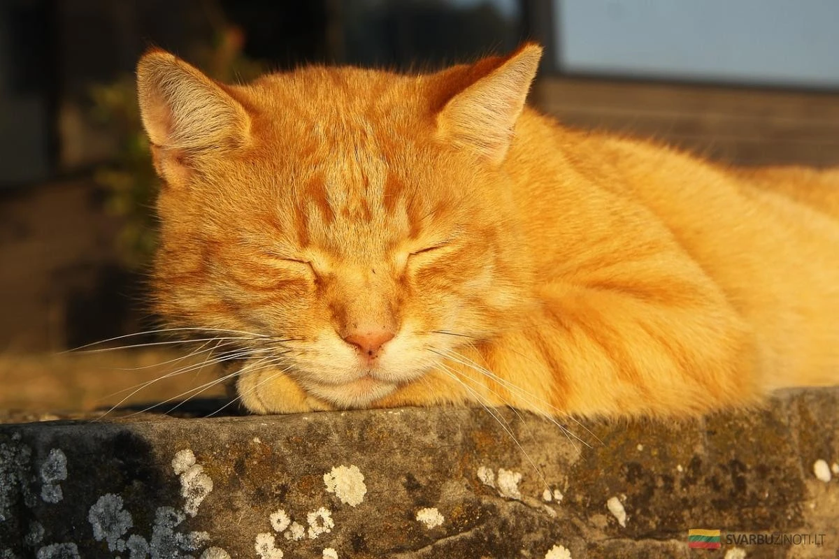 Por qué tu gato duerme hasta 20 horas al día: 8 razones que te sorprenderán