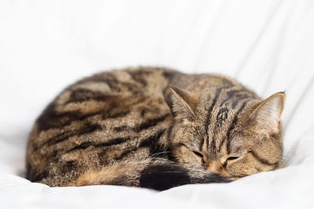 Por qué tu gato duerme hasta 20 horas al día: 8 razones que te sorprenderán - image 1