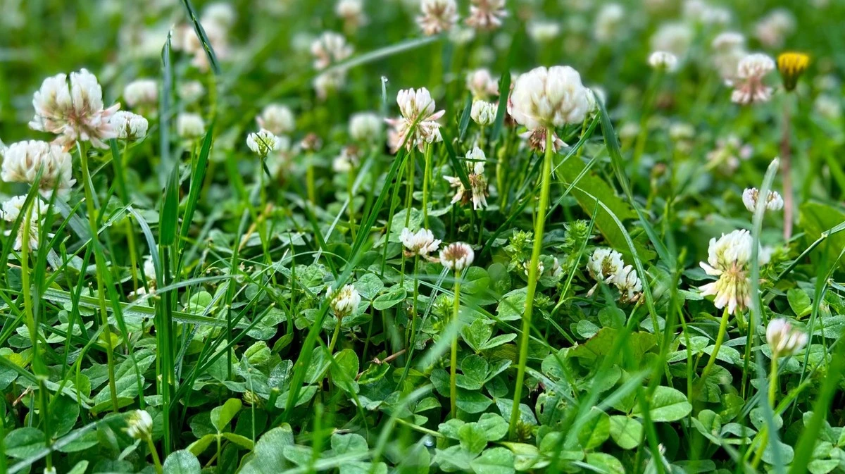 Césped: 5 señales claras de que le falta nitrógeno (y el remedio sencillo)