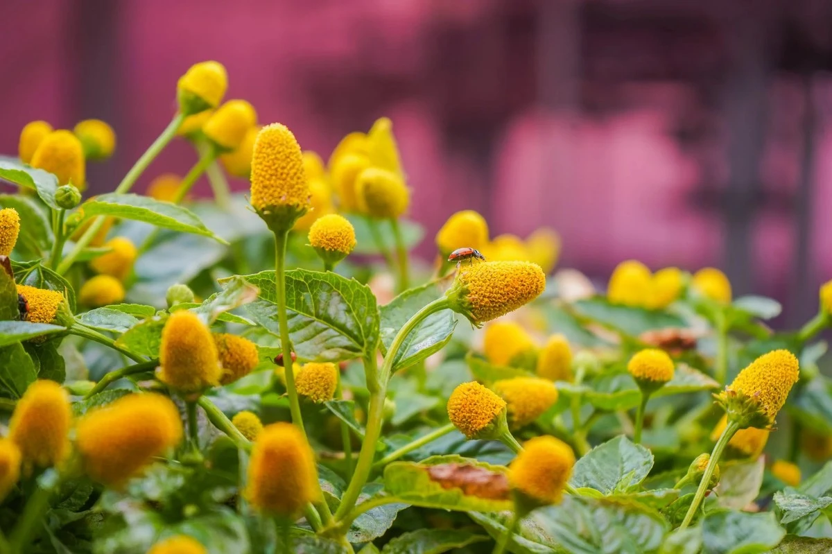 Atrae abejorros a tu jardín: 5 plantas perennes que aman y requieren poco cuidado - image 1